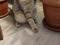 British shorthair blue point kedimize yeni yuva arıyoruz