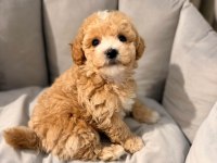 Ruhsatlı Köpek Çiftliğinden Maltipoo Yavrularımız 