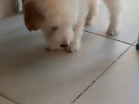 Köpeğim 3,5 aylık malzemeleri ile birlikte VERECEĞİM