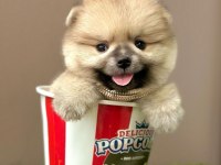 Sevimli Pomeranian Boo Yavrularımız
