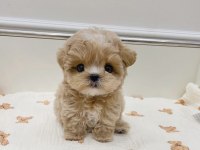 Üretim çiftliğinden safkan maltipoo yavrular