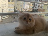 Anne Baba Golden Yavru Kediler