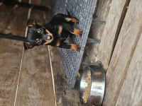 Minyatür pinscher anne baba kendi hayvanlarım