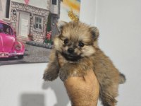 Pomeranian Boo yavruları
