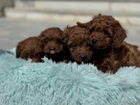 Petmede köpek çiftliğinde ziyarete açık toy poodle