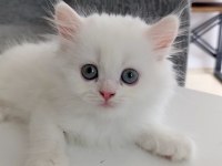 Kendi Kedimizin Yavruları Sahiplendirilecektir