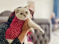 British Shorthair Lynx