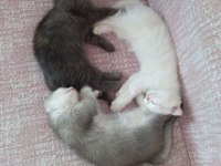 2 aylık 3 scottish fold yavru