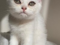 SLİVER YAVRU KEDİMİZ
