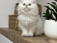 Pamuk gibi British longhair yavru