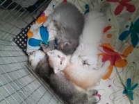 Scottish fold ve scottish straight dişi ve erkek