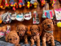 Muhteşem toy Poodle bebekler