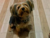 Yorkshire terrier Pabloya eş arıyoruz