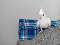 100 günlük yavru albino sultan papağanı