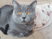 British shorthair kedimiz