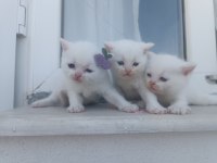 Yavru british shorthair kedimiz