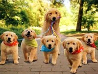 Golden Retriever Yavrular İstenirse Kapınıza Teslim
