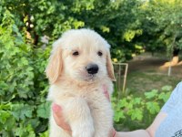 Bebek yüzlü golden retriever yavrular