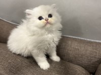 British longhair golden point