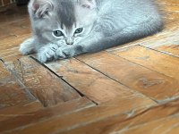Babası şecereli british longhair
