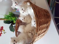 British Longhair Silver