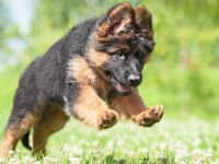 Alman Kurdu Köpeklerimiz İçin Ulaşın
