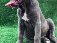 ÜST SEVİYE DEV CANE CORSO YAVRULARI