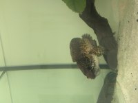 Eşini yiyen Channa Aurantimaculata 20 cm