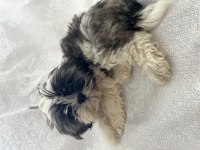 Shih Tzu Şitsu Yavruları A Kalite Gönderim Mevcut