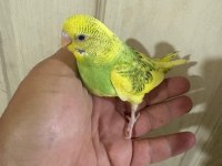 30 Günlük Konuşturmalık Bebek Muhabbet Kuşu