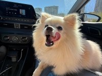 11 aylık dişi pomeranian