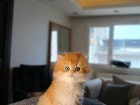Show Kalite Full Şecereli Ny 12 British Longhair