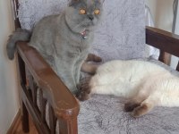 2 yaşında british shorthair