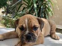 İngiliz bulldog safkan yavrular dişi erkek mevcut