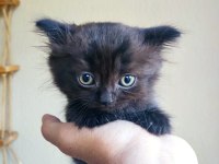 Kara scottish fold oğluma aile arıyorum