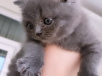 Yavru british shorthair