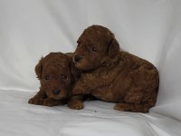 IRK VE SAĞLIK GARANTİLİ TOY POODLE DİŞİ