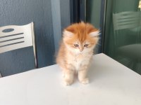 BY11 Dişi British Longhair