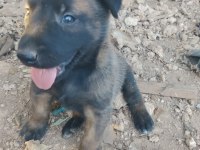 Belçika malinois yavrularımız 