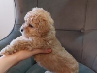 Toy poodle 40 günlük