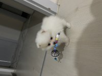 Pamuk prenses 5 aylık pomeranian