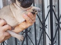Pug Mops Bebekler