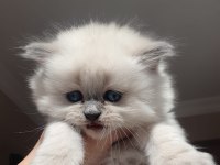 Blue point british shorthair rezerve ye açık