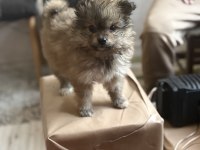 Pomeranian erkek yavru