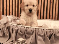 Baby face safkan golden retriever yavruları