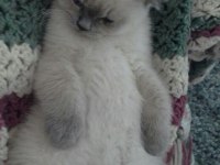 ACİL Son iki bebek british shorthair