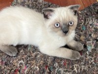 Scottish Fold Minnaklar
