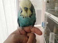 Üst vasıf Sarı surat Show jumbo muhabbet kuşu
