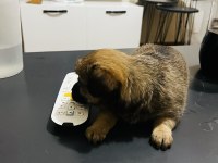 Minyatür pinscher