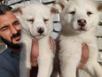 A kalite orijinal husky Sibirya yavrular